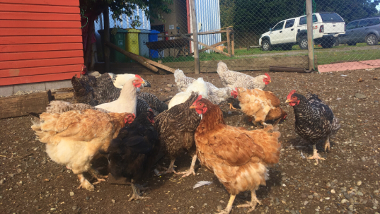 Amity Tours Chicken